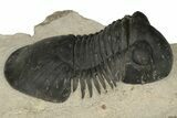 Detailed Paralejurus Trilobite - Atchana, Morocco #204311-1